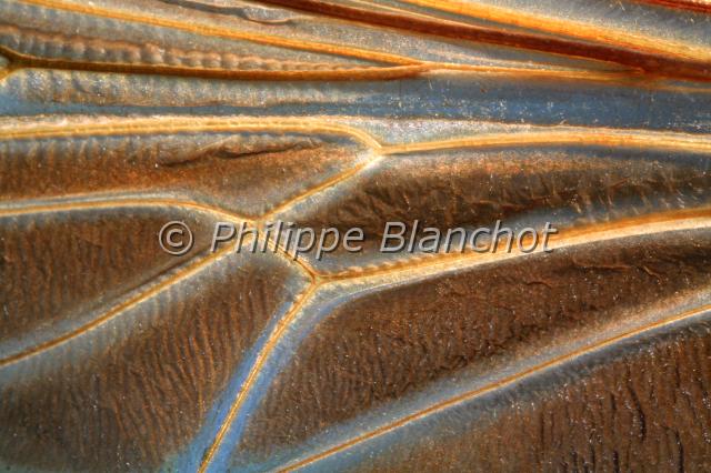 aile microstylum magnum.JPG - Gros plan, aile de Microstylum magnumMouche AsilideRobber fly wingDiptera, AsilidaeMadagascar